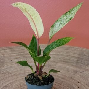 Anthurium Renaissance Variegata