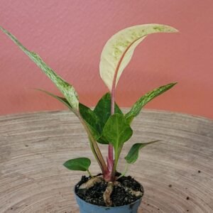 Anthurium Renaissance Variegata