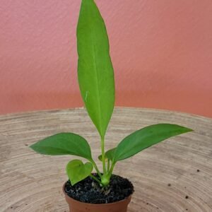 Anthurium Vittarifolium