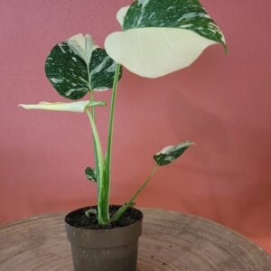 Monstera Thaï Constellation