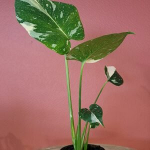 Monstera Thaï Constellation