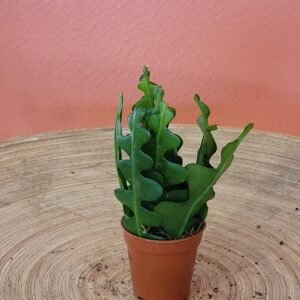 Epiphyllum Anguliger