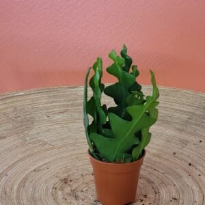 Epiphyllum Anguliger