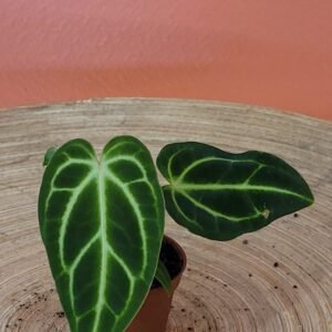 Anthurium Regale
