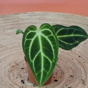 Anthurium Regale