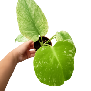 Monstera Del. Mint