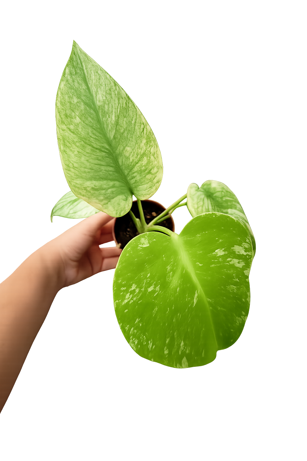 Monstera Del. Mint