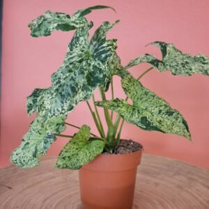 Syngonium Mojito