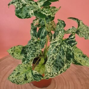 Syngonium Mojito