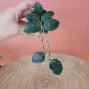 Hoya Mathilde