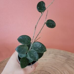 Hoya Mathilde