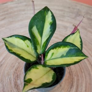 Hoya carnosa ‘Krimson Princess’