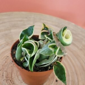Hoya Carnosa ‘Compacta Variegata