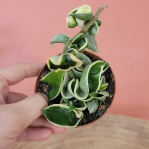 Hoya Carnosa ‘Compacta Variegata