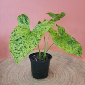 Syngonium Mojito