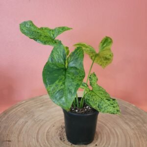 Syngonium Mojito