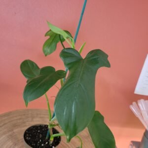 Philodendron Hastatum