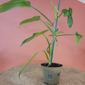 Philodendron Hastatum