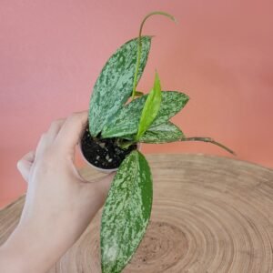Hoya Pubicalyx