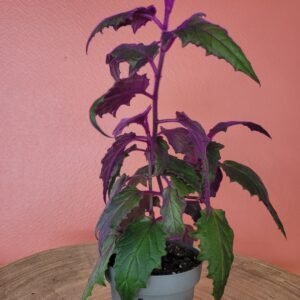 Gynuara Aurantiaca