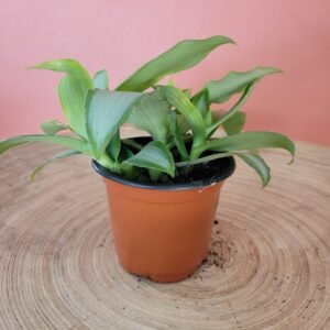 Tradescantia Spathacea Silver