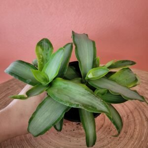 Tradescantia Spathacea Silver