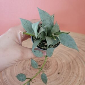 Hoya Krohniana Eskimo