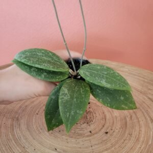 Hoya Wibergiae