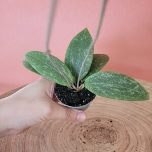 Hoya Wibergiae