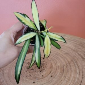 Hoya Wayetii Variegata