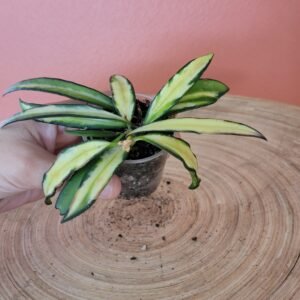 Hoya Wayetii Variegata
