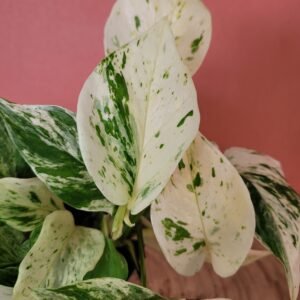 Epipremnum Snow Leopard