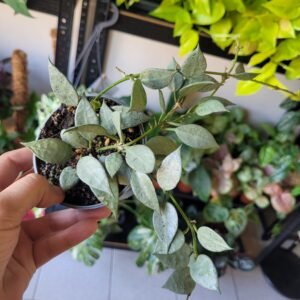 Hoya Krohniana Eskimo
