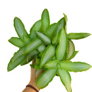 Tradescantia Spathacea Silver