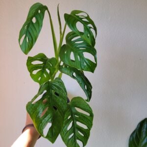 Monstera Adansonii Mint