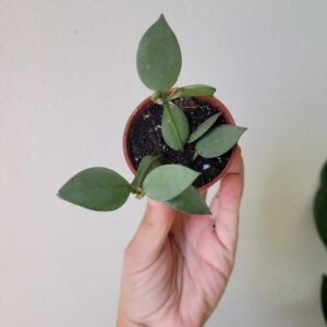 Hoya Krohniana Eskimo