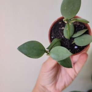 Hoya Krohniana Eskimo