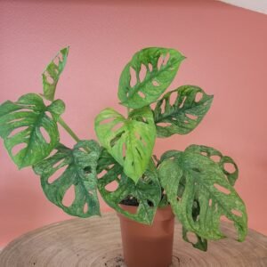 Monstera Adansonii Mint