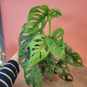 Monstera Adansonii Mint