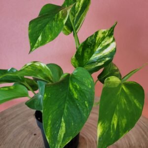 Epipremnum Aureum