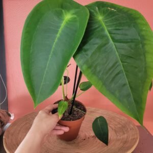 Anthurium Peltigerum