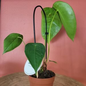 Anthurium Peltigerum