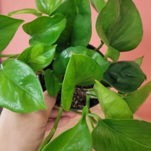 Epipremnum Global Green