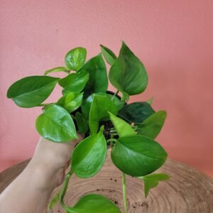 Epipremnum Global Green
