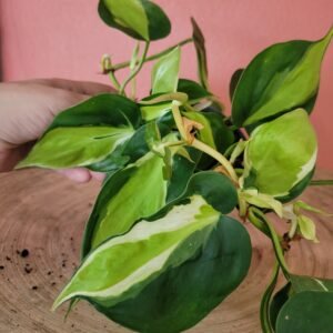 Philodendron Cream Splash