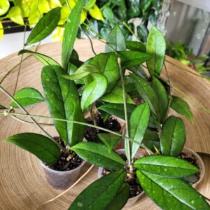 Hoya Crassipetiolata