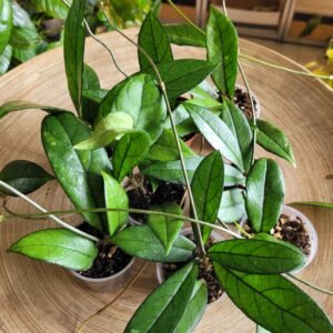 Hoya Crassipetiolata