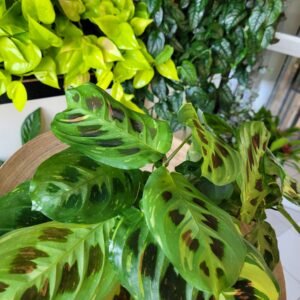 Maranta kerchoveana variegata