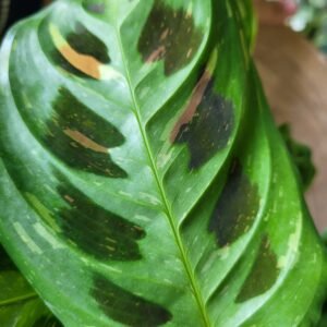 Maranta kerchoveana variegata