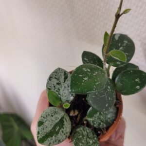 Hoya Mathilde Splash – sélection forte panachure argentée